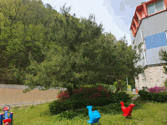 제시외 조경수(1-1)