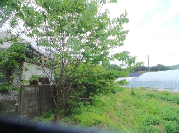 사진16번 [목록번호3.6번 양지상에 소재하는 것으로 목측되는 수목 전경]