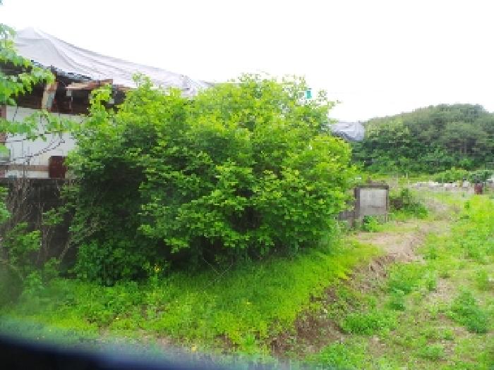 사진17번 [목록번호3.6번 양지상에 소재하는 것으로 목측되는 수목 전경]