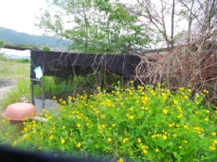 사진15번[목록번호5번 부동산 일부 전경 및 제시외 물건 전경]