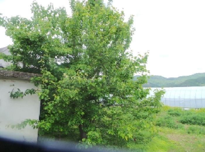 사진18번 [목록번호3.6번 양지상에 소재하는 것으로 목측되는 수목 전경]