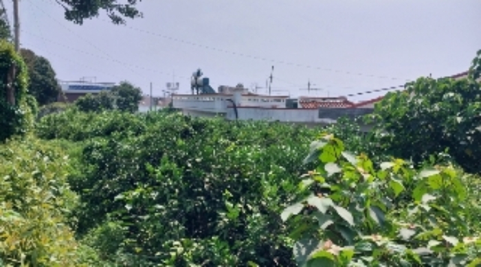 소재지1(신례리 80-2) 일부 지상에 식재된 밀감목