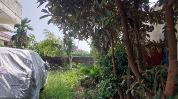 소재지1(신례리 80-2) 일부 지상에 식재된 조경수