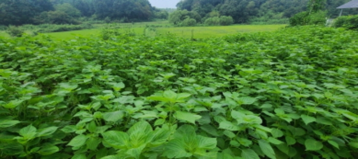 목록 11 토지 전경(2)