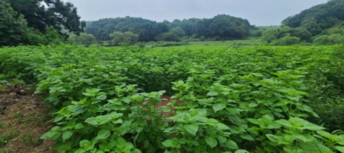 목록 11 토지 전경(3)