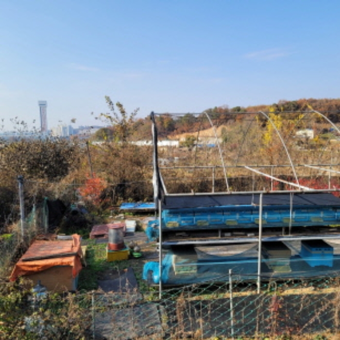 본건 토지 및 제시외 비닐하우스 형태 건물 전경