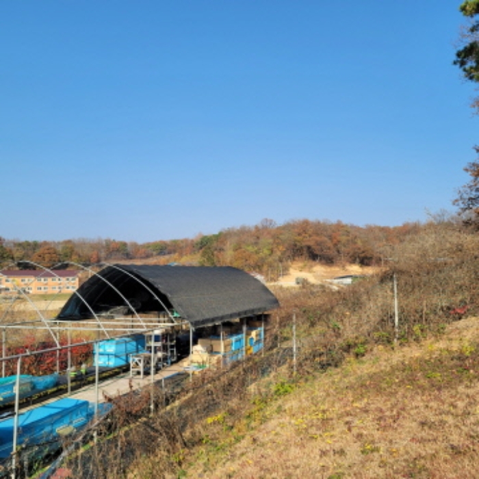 본건 토지 및 제시외 비닐하우스 형태 건물 전경