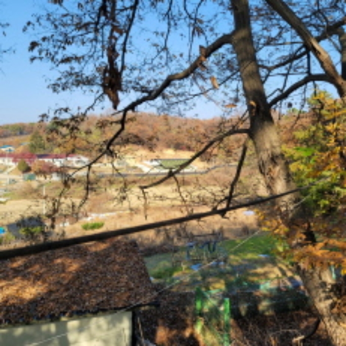 본건 토지 전경(일부 밭으로 이용한 흔적 있음)