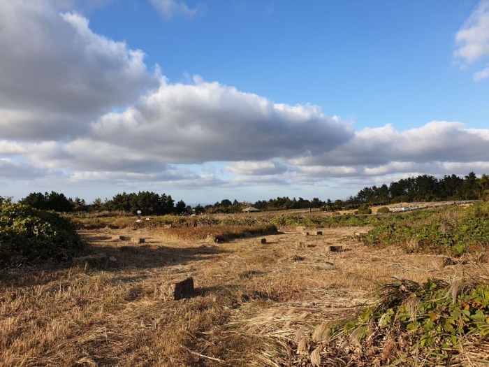 기호(14) 현황