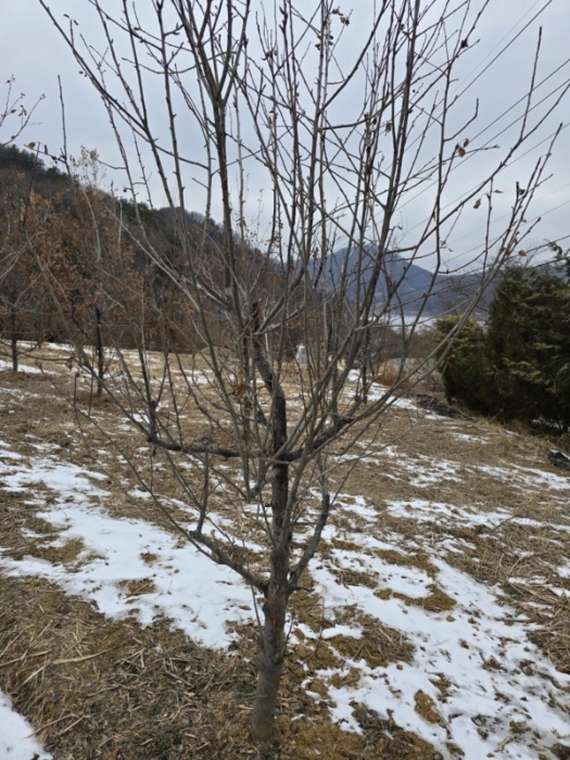 제시외 수목 ㉦