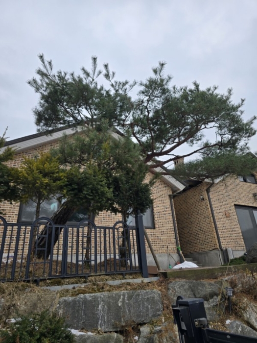 제시외 수목 ㉦