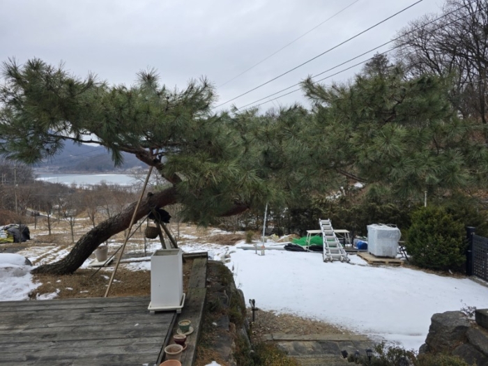 제시외 수목 ㉦