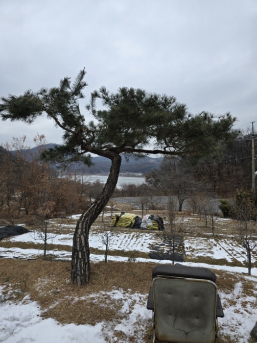 제시외 수목 ㉦