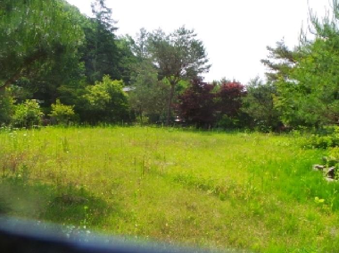 사진70번 [본건토지에 소재하는 조경수 전경]