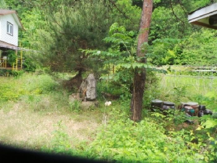 사진69번 [본건토지에 소재하는 조경수 전경]