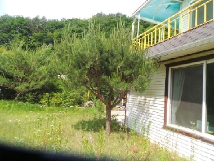 사진71번 [본건토지에 소재하는 조경수 전경]