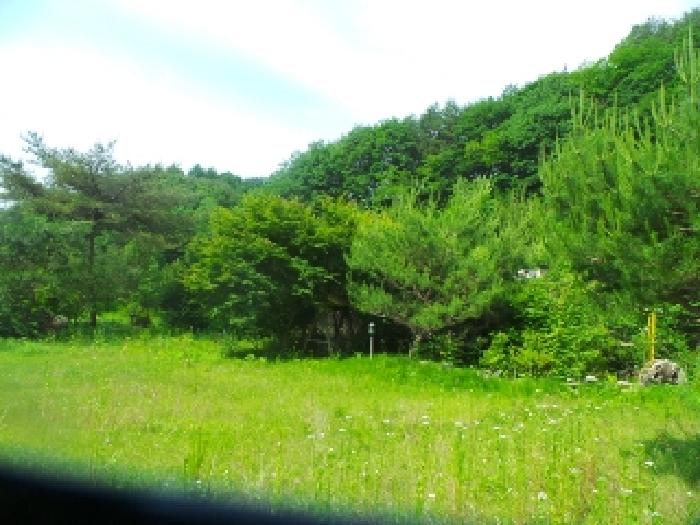 사진72번 [본건토지에 소재하는 조경수 전경]