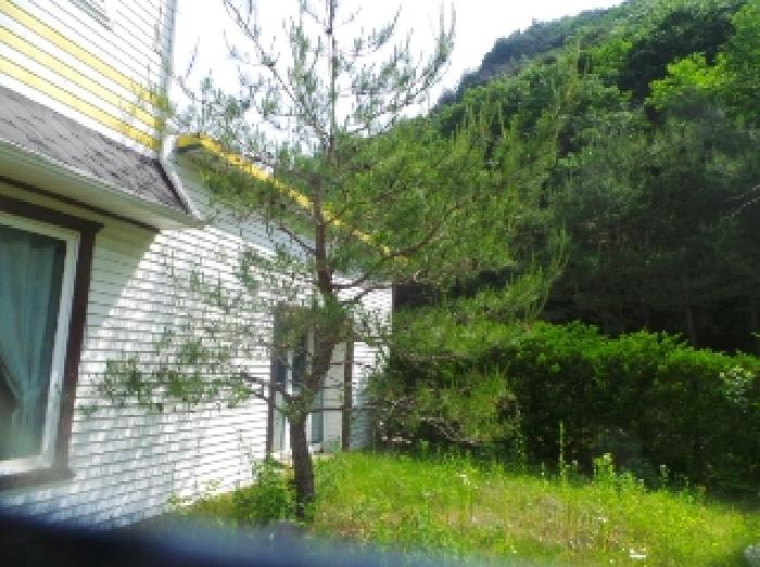 사진73번 [본건토지에 소재하는 조경수 전경]