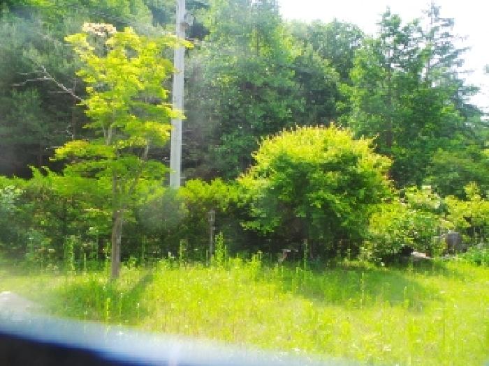 사진74번 [본건토지에 소재하는 조경수 전경]