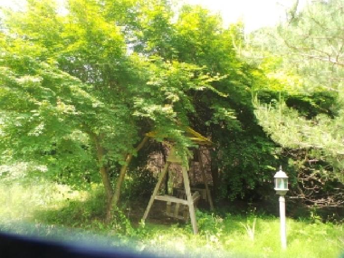 사진66번 [본건토지에 소재하는 조경수 전경]