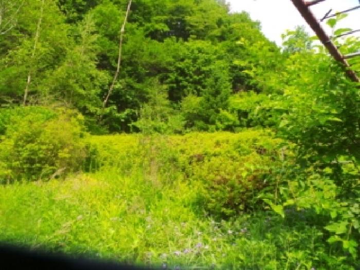 사진75번 [본건토지에 소재하는 조경수 전경]