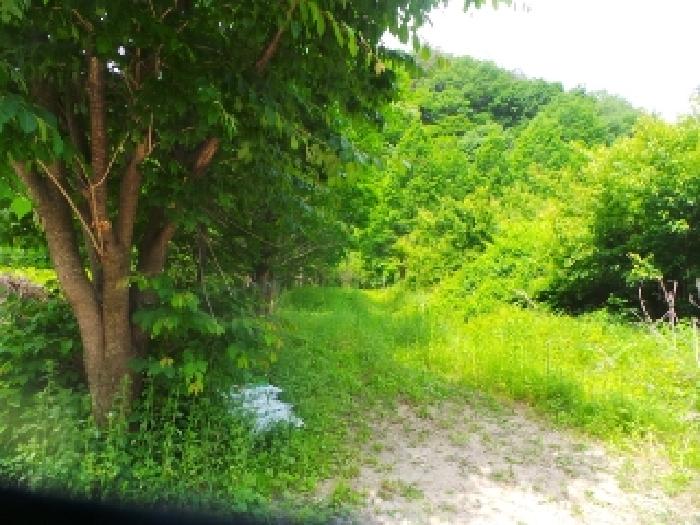 사진65번 [본건토지에 소재하는 조경수 전경]