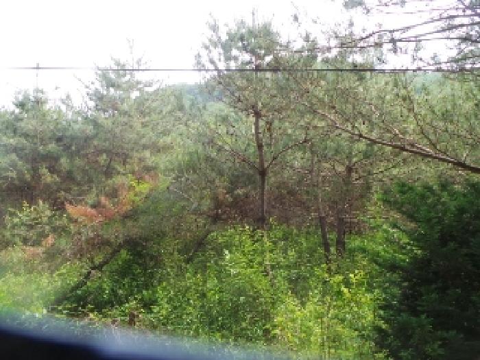 사진67번 [본건토지에 소재하는 조경수 전경]