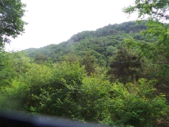 사진68번 [본건토지에 소재하는 조경수 전경]