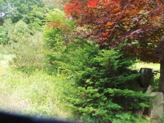 사진64번 [본건토지에 소재하는 조경수 전경]