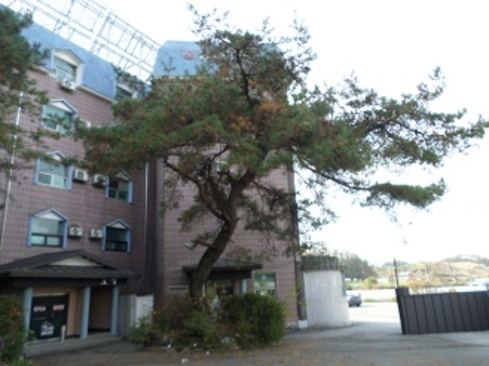 목록4 토지 소나무