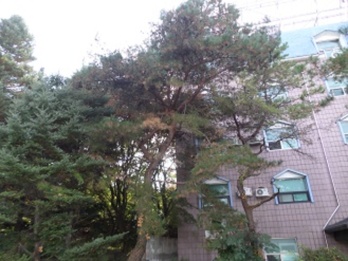 목록4 토지 소나무