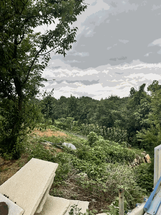 일련번호(19) 토지 및 수목 등