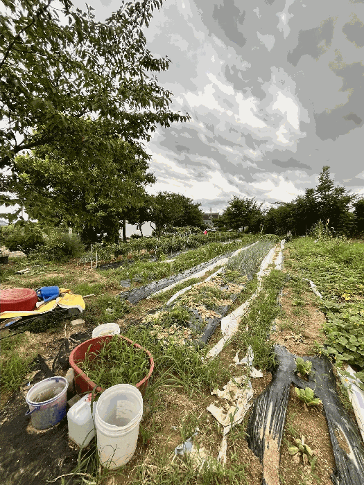 일련번호(8) 토지 및 수목 등