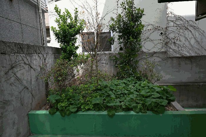 본건 토지상 수목