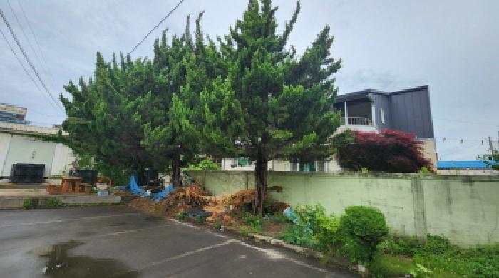 목록1 토지상 제시 외 나무