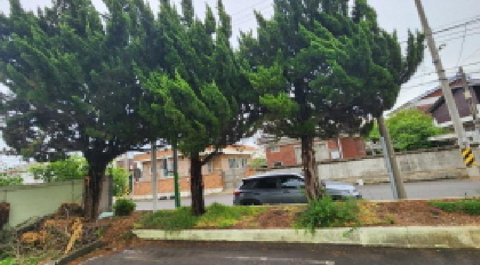 목록1 토지상 제시 외 나무