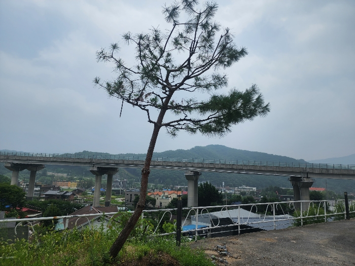 평가대상 토지상 일부 소나무 전경