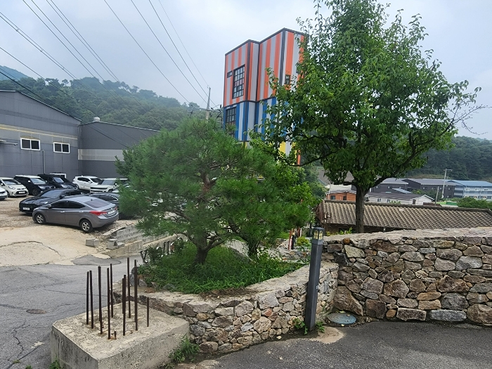 평가대상 토지상 일부 소나무 전경