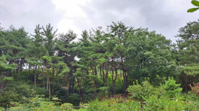 목록3. 본건 전경 (부산외곽순환도로와 철조망 사이 임야)