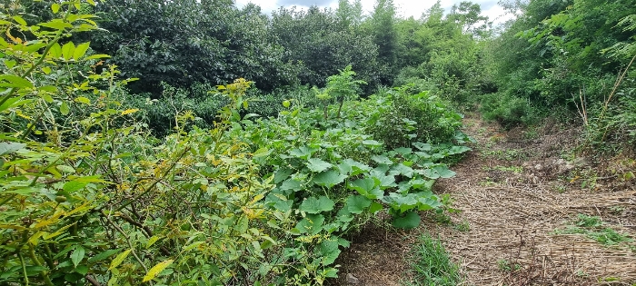 기호 2 토지 전경