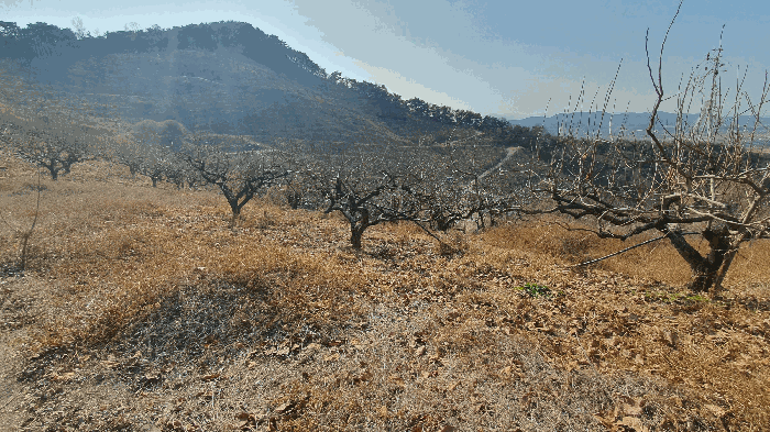제시외 수목(2-18) 전경[본건 기호(12) 토지 소재]