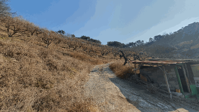 본건 기호(12) 토지 전경