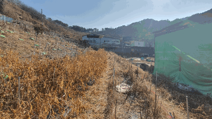 본건 기호(11) 토지 전경