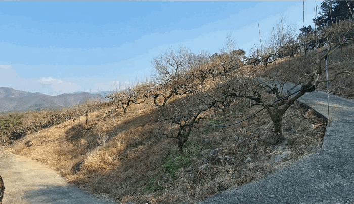 제시외 수목(2-18) 전경[본건 기호(2) 토지 소재]