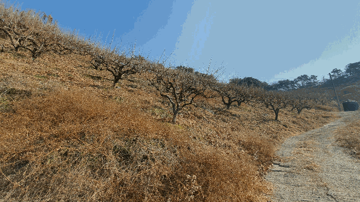 제시외 수목(2-18) 전경[본건 기호(12) 토지 소재]