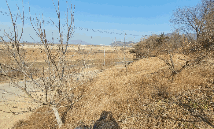 제시외 수목(ㄱ) 전경[본건 기호(10) 토지 소재]