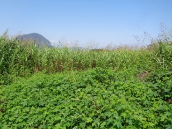 소재지7(상모리 834-9) 전경 사진
