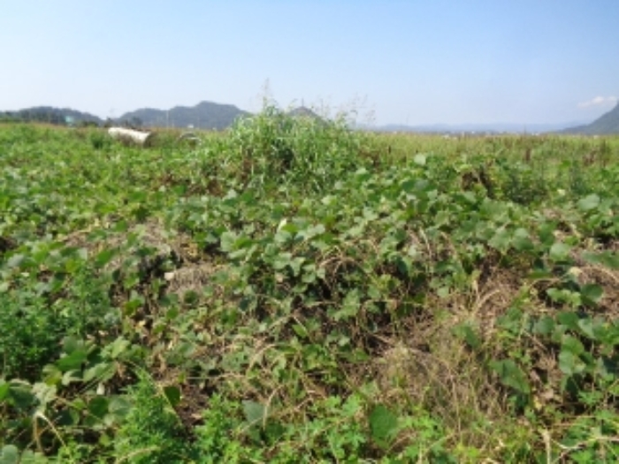 소재지16(상모리 834-18) 전경 사진