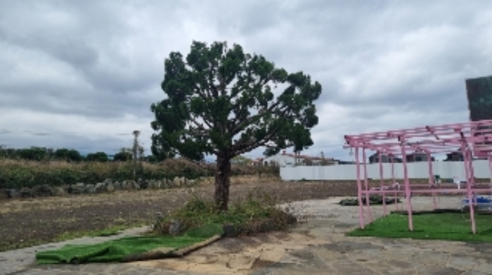 소재지1(봉개동 848-34) 지상에 식재된 조경수