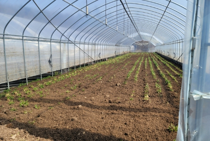 제시외 비닐하우스 내부